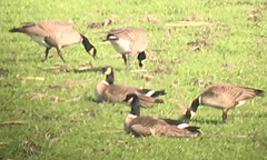 Branta hutchinsii leucopareia