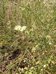 Ambrosia salsola