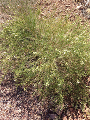 Ambrosia salsola