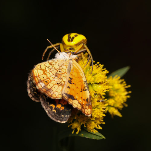 Pearl Crescent photographed in California