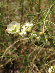 Ambrosia salsola
