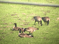 Branta hutchinsii leucopareia