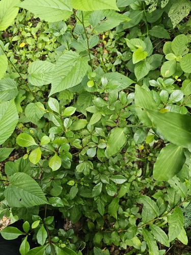 Gregorywood (Terminalia buceras)