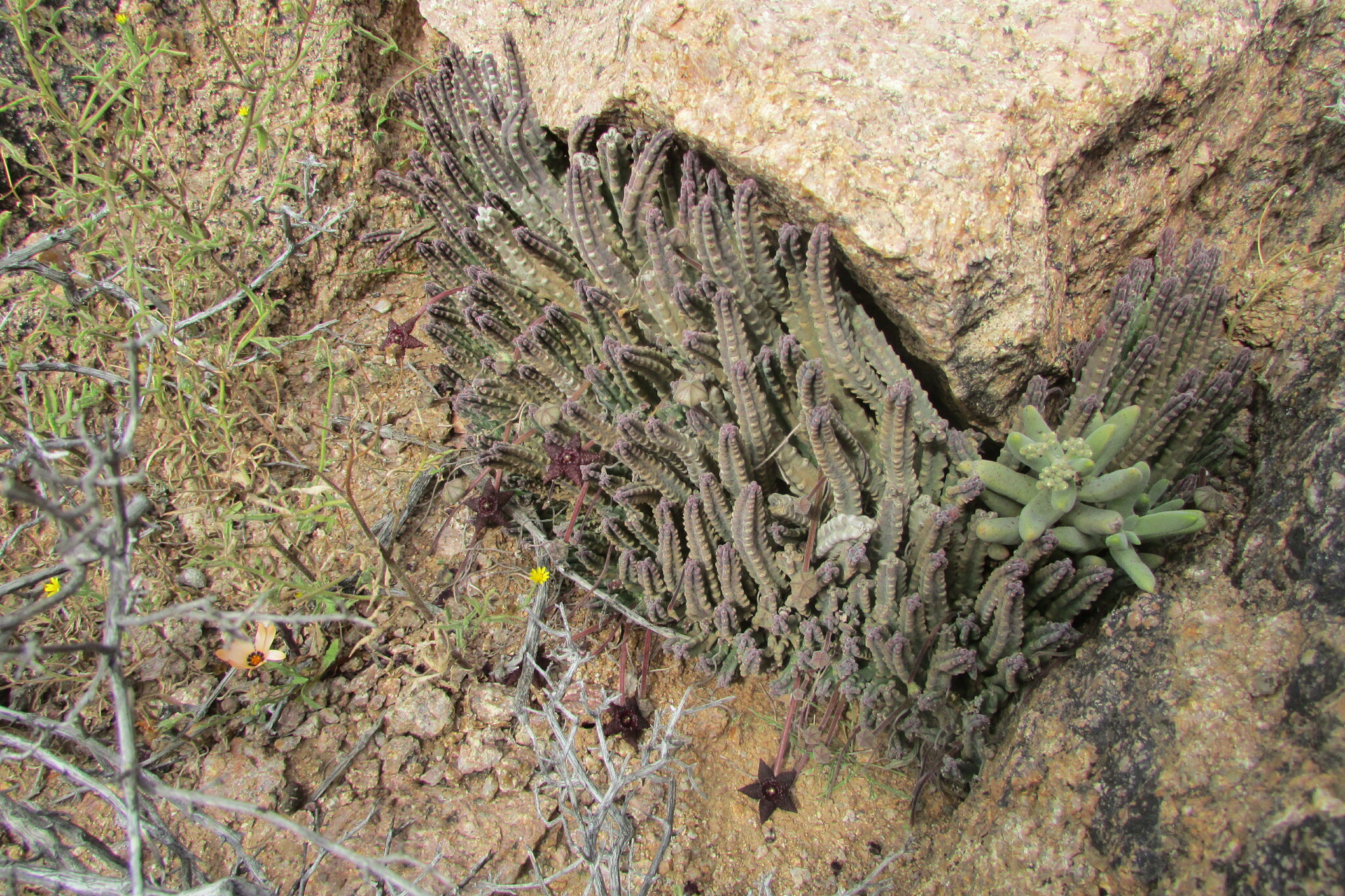Stapelia similis