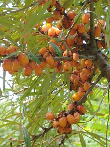 Ein weiteres Foto von Sea Buckthorn