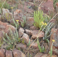 Senecio pauciflosculosus