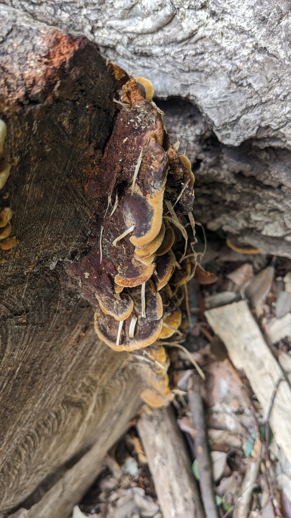 Fuscoporia gilva · September 2023 · photo: © atsushi_nakajima_cirque (iNaturalist, cc-by)