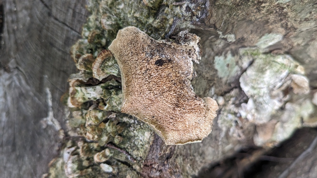Trichaptum biforme · September 2023 · photo: © atsushi_nakajima_cirque (iNaturalist, cc-by)
