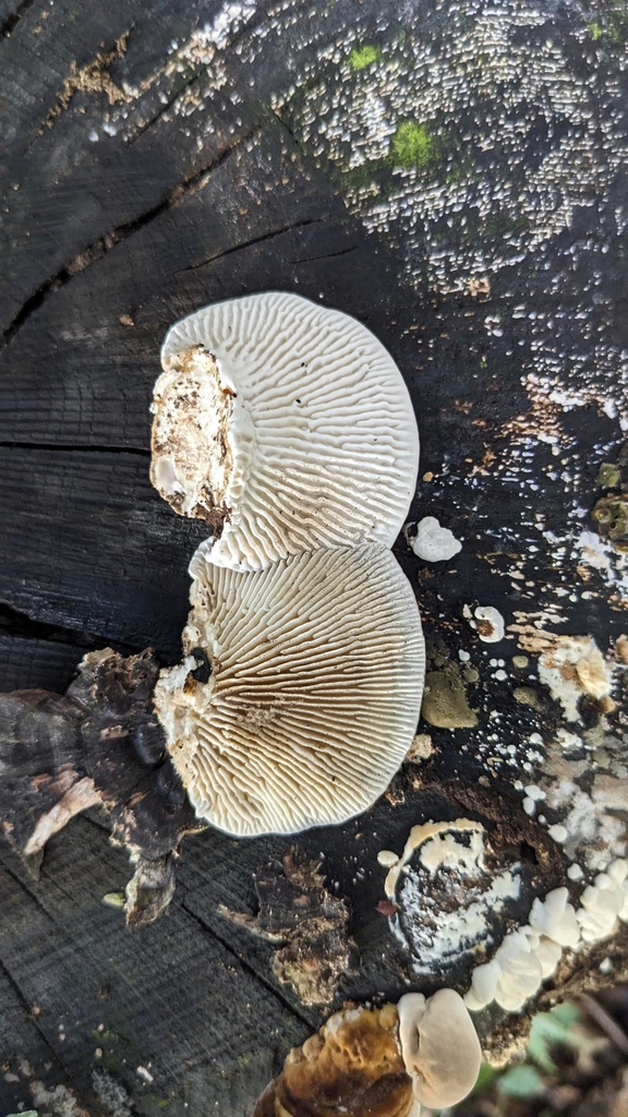 Trametes betulina · September 2023 · photo: © atsushi_nakajima_cirque (iNaturalist, cc-by)