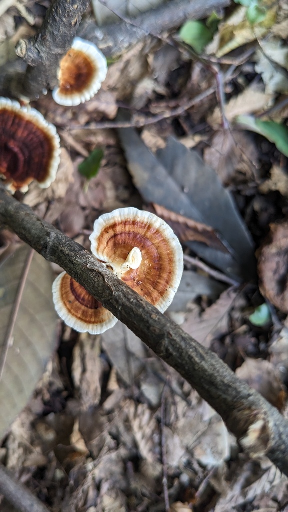 Microporus vernicipes · September 2023 · photo: © atsushi_nakajima_cirque (iNaturalist, cc-by)