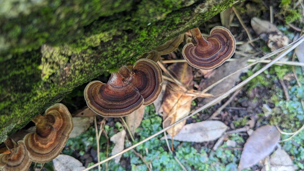 Microporus affinis · September 2023 · photo: © atsushi_nakajima_cirque (iNaturalist, cc-by)
