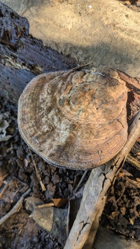 Ganoderma applanatum