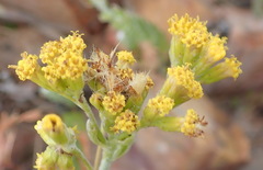 Senecio pauciflosculosus