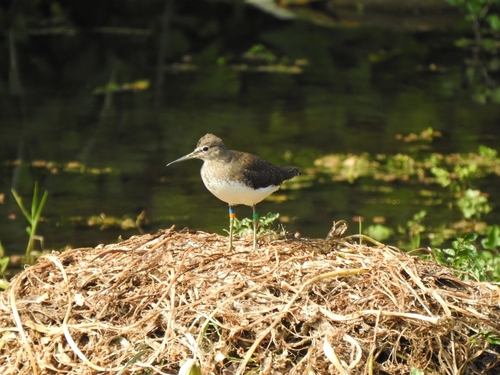 Andarríos grande (Tringa ochropus)