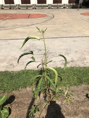 Abelmoschus esculentus