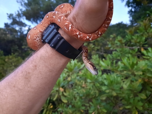 Madagascar tree boa
