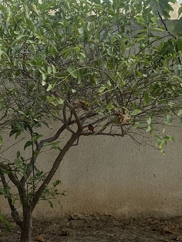 Moussier's Redstart