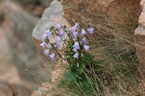 Adenophora pereskiifolia iNat (3)