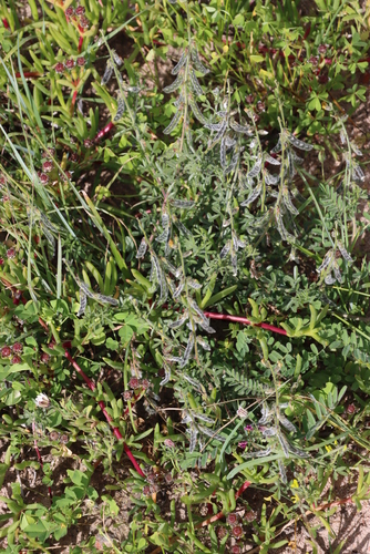 Image of Melolobium aethiopicum by (c) Tony Rebelo, some rights reserved (CC BY-SA)