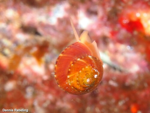 Representative image of Philippia hybrida