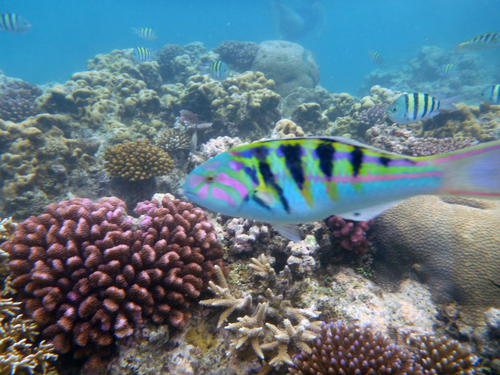Moon wrasse (Thalassoma hardwicke) — Labridae — 5