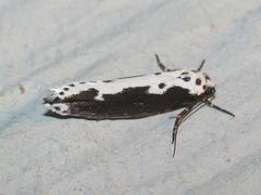 Ethmia semilugens