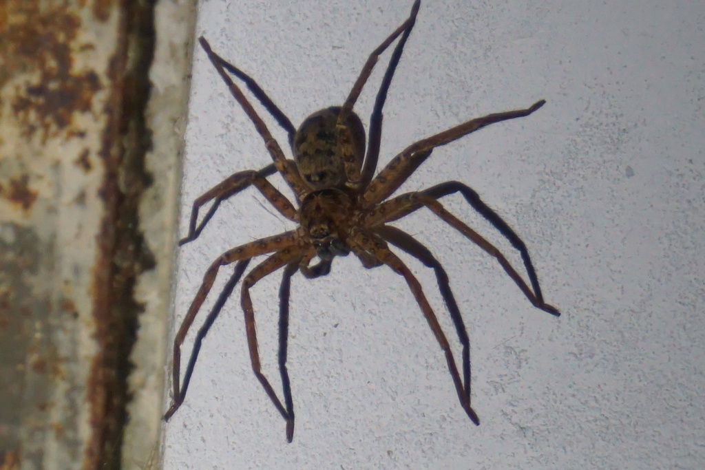 Giant Huntsman Spiders from Isola di Moreton, Queensland, Australia on ...