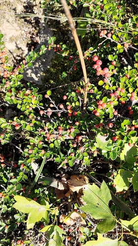 Cotoneaster hjelmqvistii