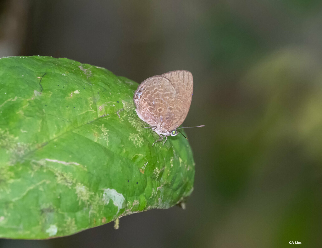 Oakblues from Jalan Jemaluang, Gunung Panti Recreational Forest, 81900 ...