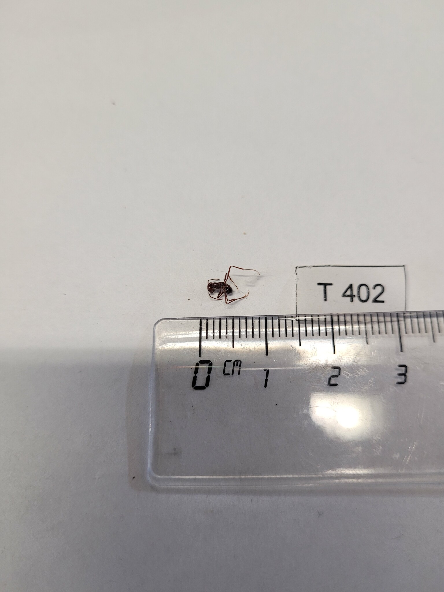 Ocymyrmex phraxus