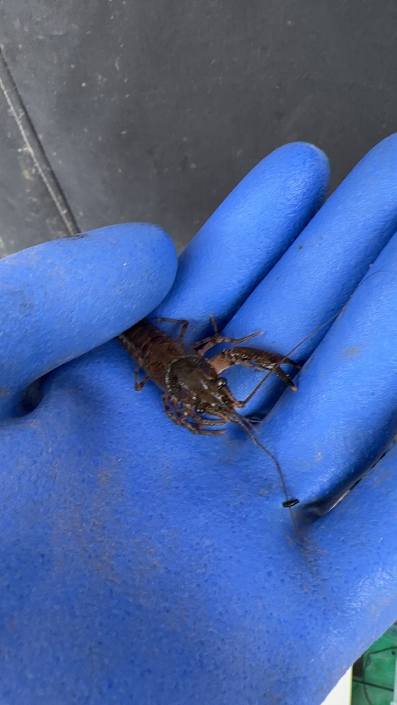 Virile Crayfish from Orrington on September 10, 2023 at 08:37 AM by ...