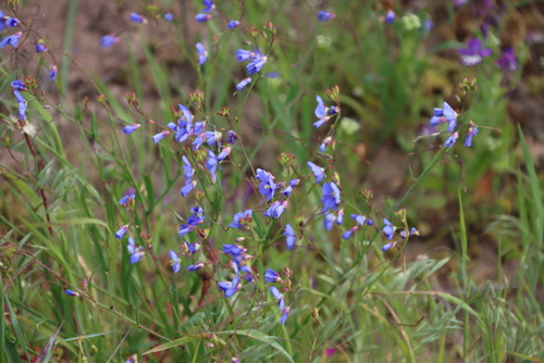 Image of Heliophila coronopifolia by (c) Tony Rebelo, some rights reserved (CC BY-SA)