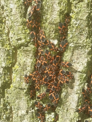 Tropidothorax leucopterus