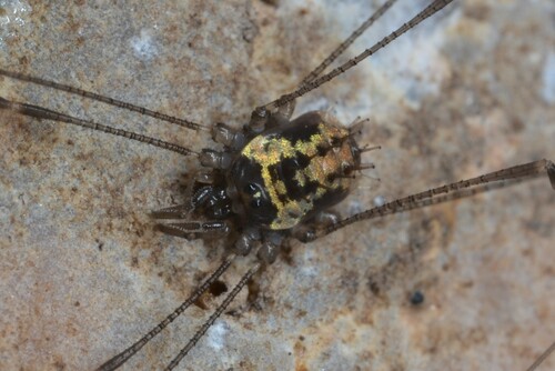 Nemastomella bacillifera