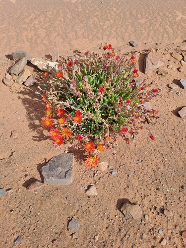 Malephora purpureocrocea, photograph 5