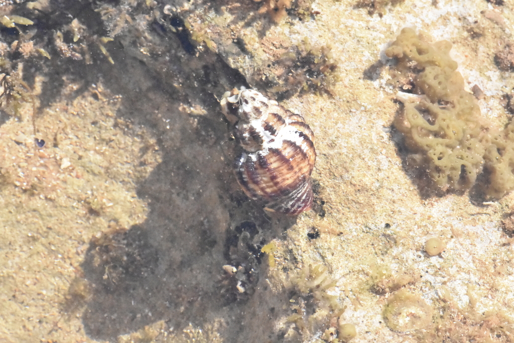 red-mouth goblet whelk from Port Hedland, WA, Australia on September 9 ...