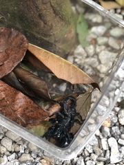 Heterometrus spinifer