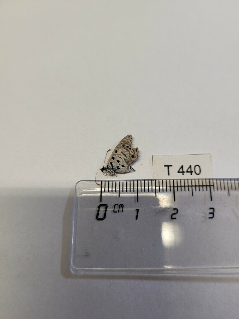 Babul Tree Insects African Babul Blue from Evurore, Kenia on April 10, 2023 at 10:14 AM by ...