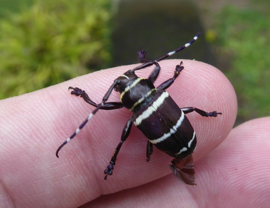 Choeromorpha mystica