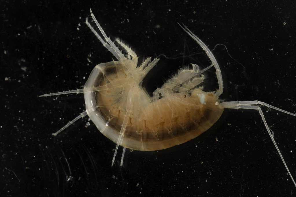 Cape Cave Amphipod