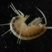 Cape Cave Amphipod - Photo (c) Peter Swart, some rights reserved (CC BY-NC), uploaded by Peter Swart