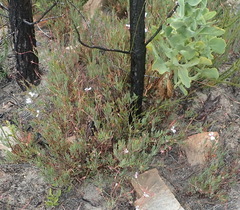 Pelargonium laevigatum