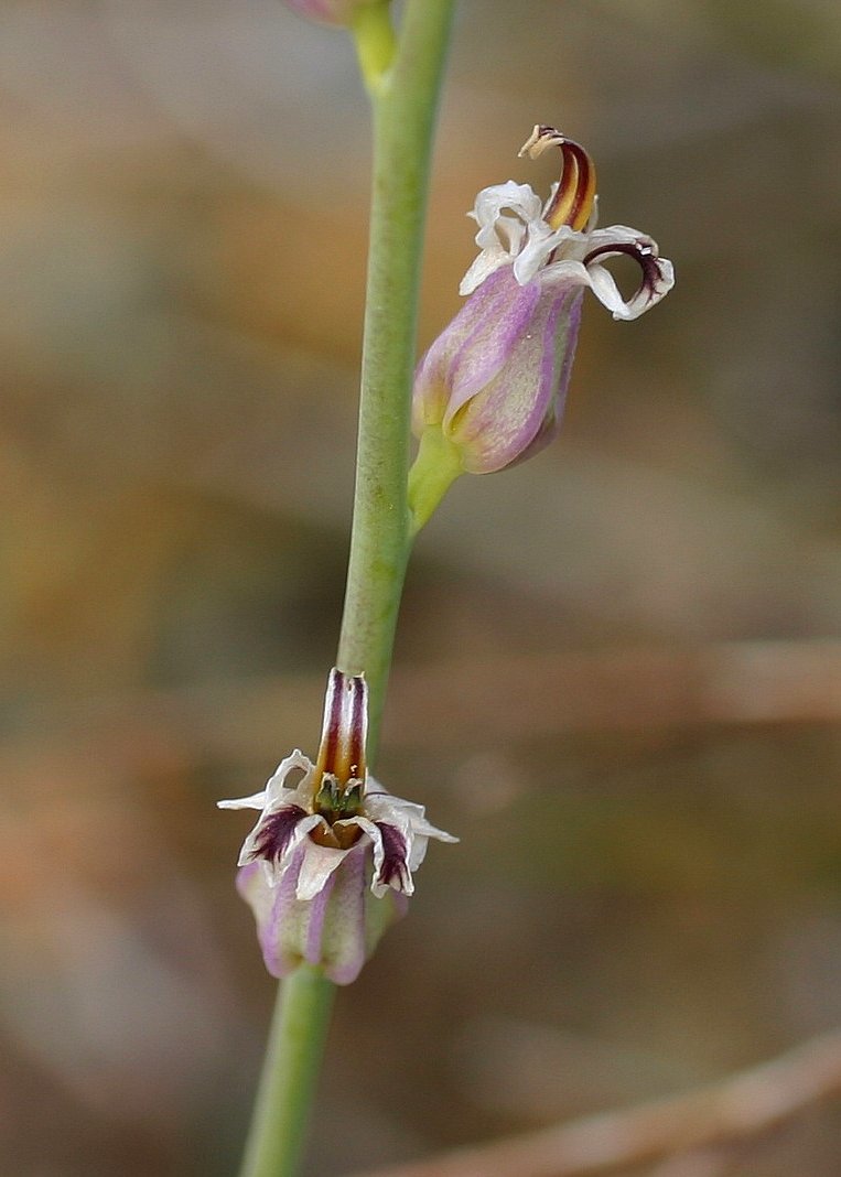 Streptanthus brachiatus