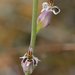 Streptanthus brachiatus - Photo (c) David Hofmann, algunos derechos reservados (CC BY-NC-ND)