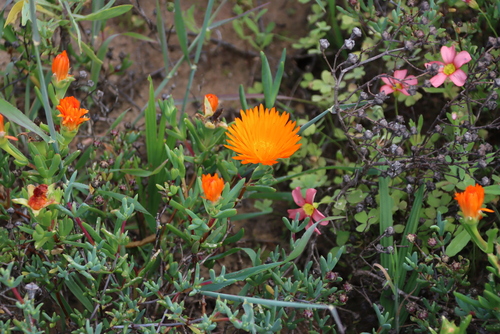 Image of Lampranthus aureus by (c) Tony Rebelo, some rights reserved (CC BY-SA)