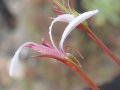 Pelargonium laevigatum