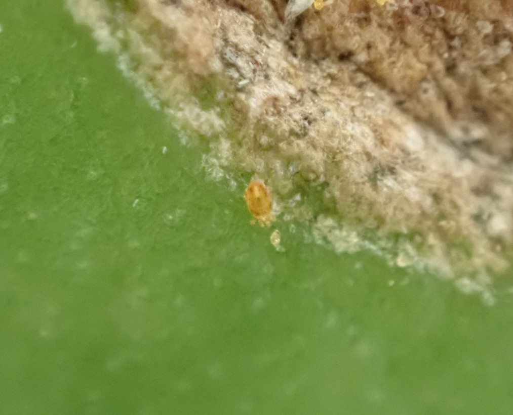Brevipalpus russulus