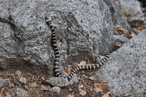 iNaturalist observation photo of California Mountain Kingsnake
