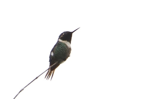 Rufous-shafted Woodstar (Chaetocercus jourdanii)