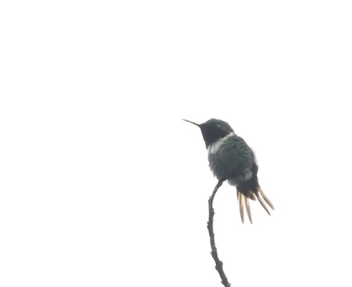 Rufous-shafted Woodstar (Chaetocercus jourdanii), photo 2